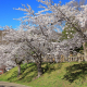 【生中継】桜・満開の函館公園へおじゃマップ！